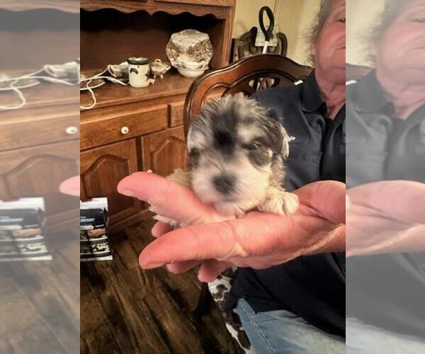 Medium Photo #4  Breeder Profile in OCILLA, GA, USA