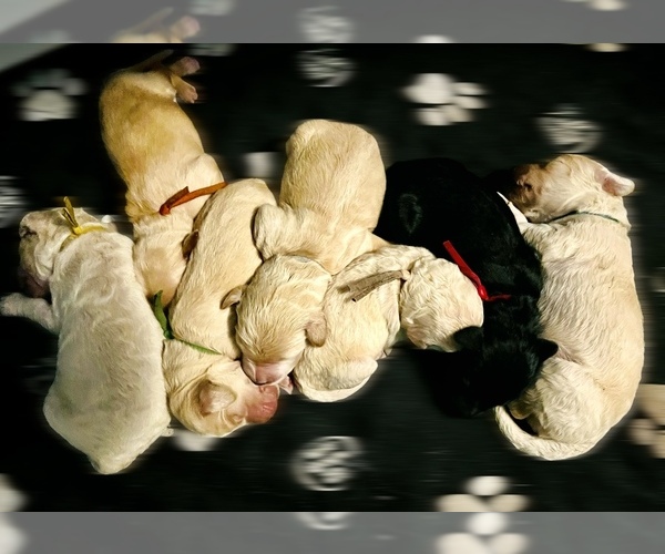 Medium Photo #35  Breeder Profile in HAMPSTEAD, NC, USA