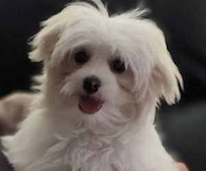Maltese Dog Breeder near MODESTO, CA, USA