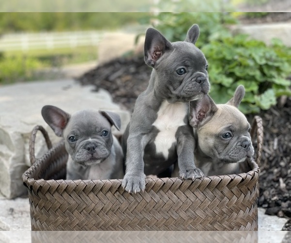 Medium Photo #1  Breeder Profile in HUDSONVILLE, MI, USA