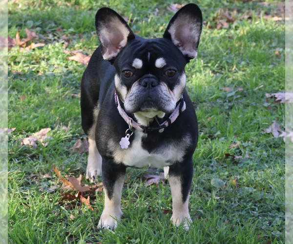 Medium Photo #5  Breeder Profile in PASADENA, MD, USA