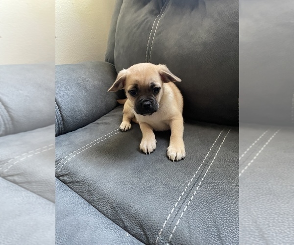 Medium Photo #1  Breeder Profile in EMERYVILLE, CA, USA