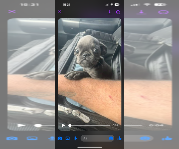 Medium Photo #18  Breeder Profile in SPRING BRANCH, TX, USA