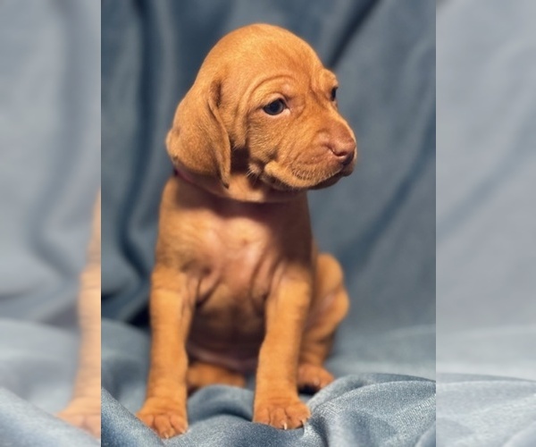 Medium Photo #13  Breeder Profile in ROYSTON, GA, USA