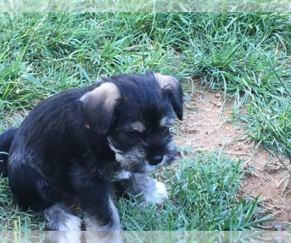 Medium Photo #1  Breeder Profile in NEWARK, DE, USA