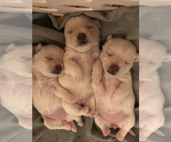 Medium Photo #22  Breeder Profile in FARMINGTON, MN, USA