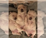 Small #21 Breeder Profile image