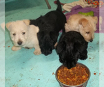 Small #14 Breeder Profile image