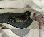 Small #12 Breeder Profile image