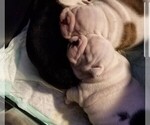 Small #5 Breeder Profile image