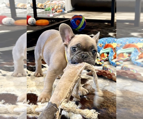 Medium Photo #17  Breeder Profile in CANYON, TX, USA