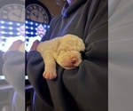 Small #17 Breeder Profile image