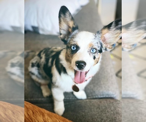 Medium Photo #9  Breeder Profile in SANDY VALLEY, NV, USA