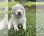Small #6 Breeder Profile image