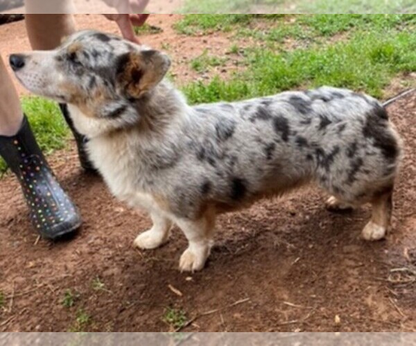 Medium Photo #1  Breeder Profile in MENDOTA, VA, USA