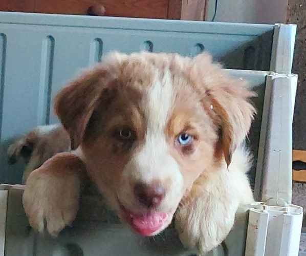 Medium Photo #1  Breeder Profile in JACKSON, MI, USA