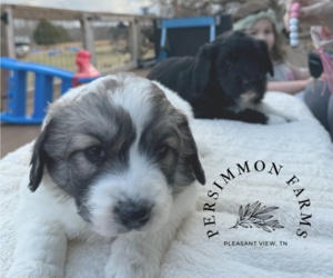 Pyredoodle Dog Breeder in PLEASANT VIEW,  USA