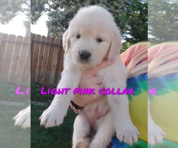 Medium Photo #1  Breeder Profile in RANCHO CORDOVA, CA, USA
