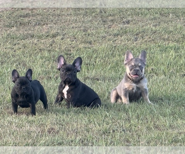 Medium Photo #21  Breeder Profile in LONGVIEW, TX, USA