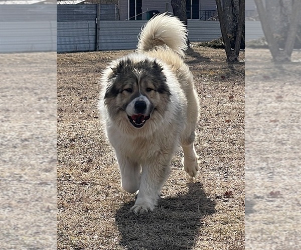 Medium Photo #115  Breeder Profile in TWINING, MI, USA