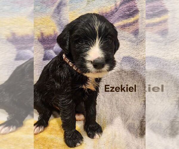 Medium Photo #2  Breeder Profile in MONETA, VA, USA