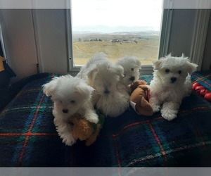 Maltese Dog Breeder near BEAR RIVER, WY, USA