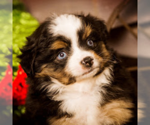Medium Photo #1  Breeder Profile in BYRON, NY, USA
