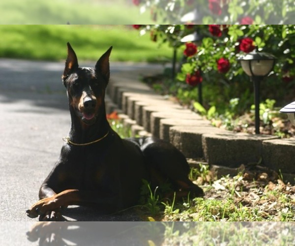 Medium Photo #1  Breeder Profile in ELDRIDGE, IA, USA