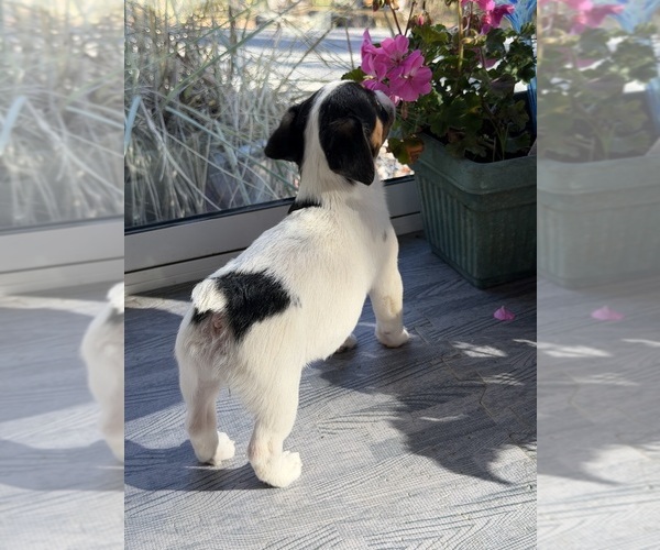 Medium Photo #5  Breeder Profile in WALTON, NY, USA