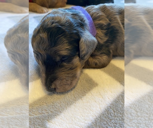 Medium Photo #13  Breeder Profile in FRIENDSWOOD, TX, USA