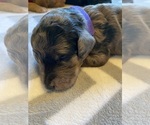 Small Photo #13  Breeder Profile in FRIENDSWOOD, TX, USA