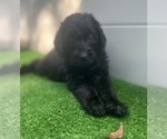 Small #14 Breeder Profile image