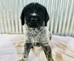 Small breeder photo