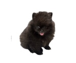 Small #2 Breeder Profile image