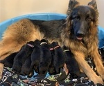 Small #6 Breeder Profile image