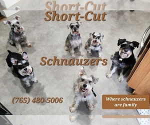 Schnauzer (Miniature) Dog Breeder near KOKOMO, IN, USA