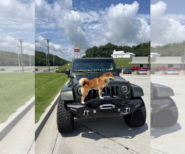 Medium Photo #12  Breeder Profile in THOMASTON, GA, USA