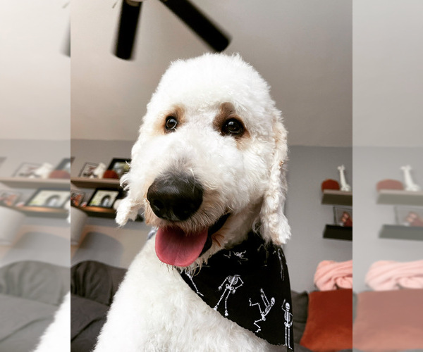 Medium Photo #1  Breeder Profile in ROCHESTER, NY, USA