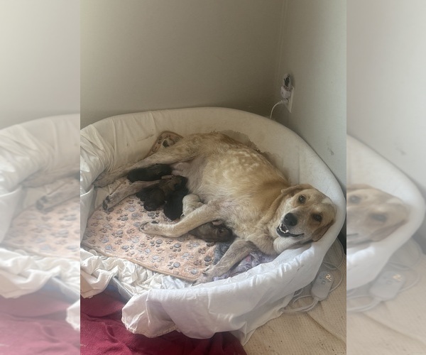 Medium Photo #48  Breeder Profile in LULING, TX, USA