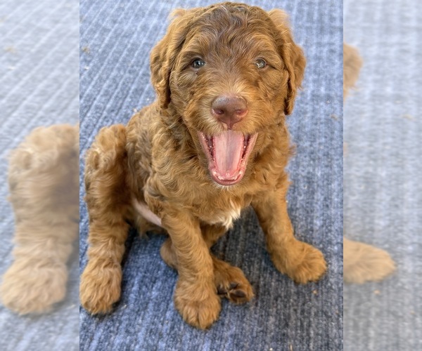 Medium Photo #3  Breeder Profile in CORVALLIS, OR, USA