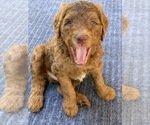 Small #2 Breeder Profile image