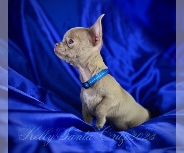 Medium Photo #1  Breeder Profile in GLENDALE, AZ, USA