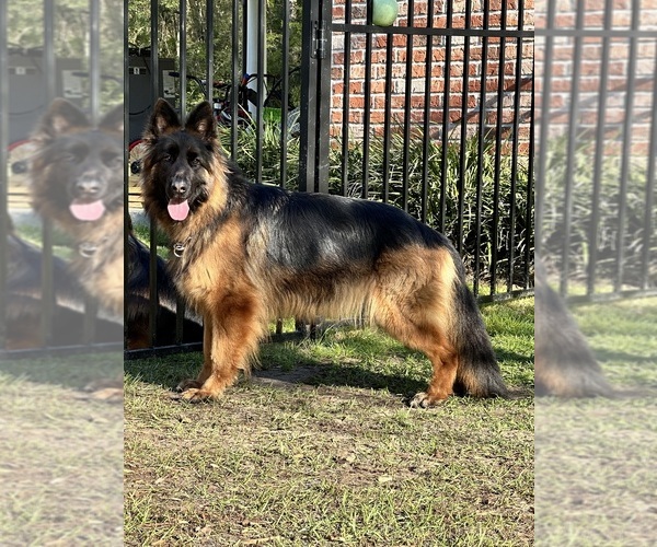 Medium Photo #22  Breeder Profile in COVINGTON, LA, USA