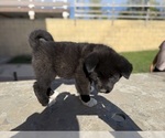 Small #5 Breeder Profile image