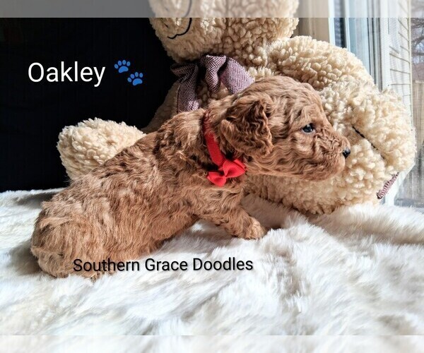 Medium Photo #97  Breeder Profile in GASTONIA, NC, USA