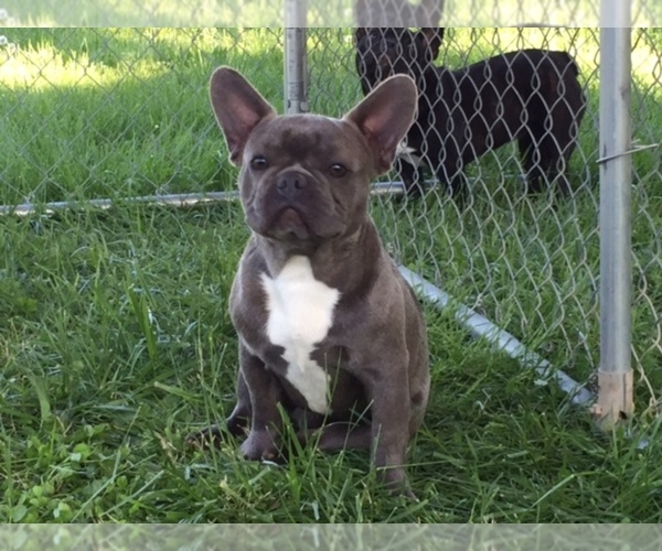 Medium Photo #1  Breeder Profile in SENECA, MO, USA