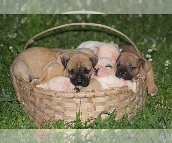 Medium Photo #2  Breeder Profile in PARIS, TN, USA