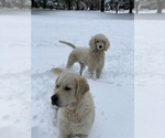 Small breeder photo