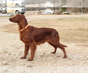 Irish Doodle Dog Breeder near KEMP, TX, USA