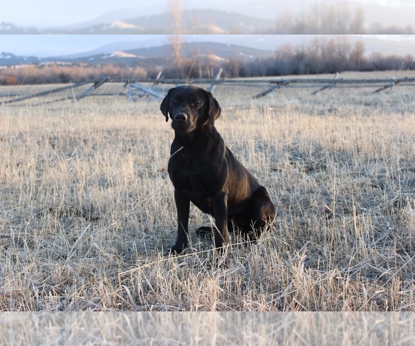 Medium Photo #1  Breeder Profile in GOLD CREEK, MT, USA